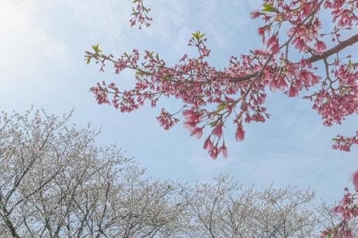 🌳 마키시 공원 (마키시코엔) 이미지 9